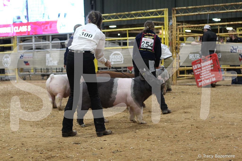 swine0438