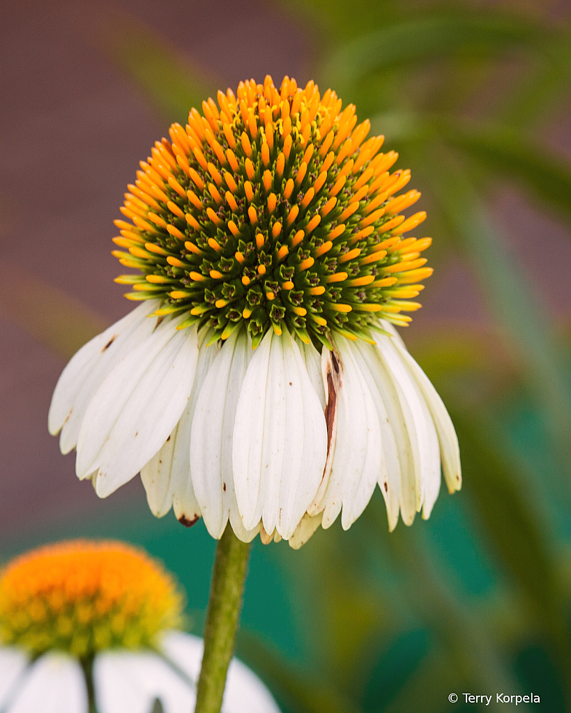 State Botanical Garden of Georgia