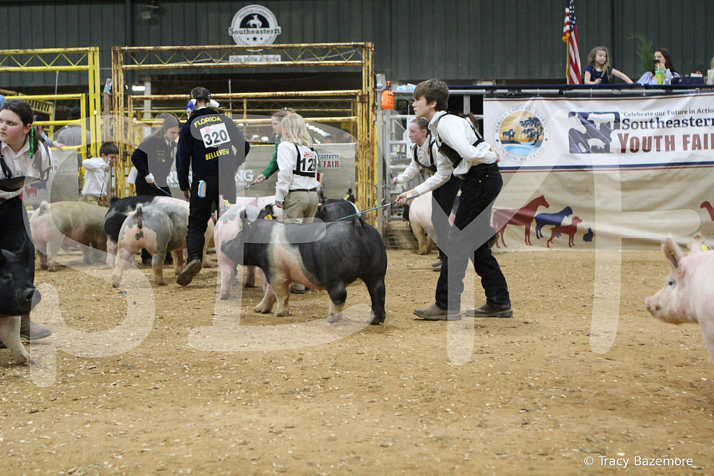 swine0466
