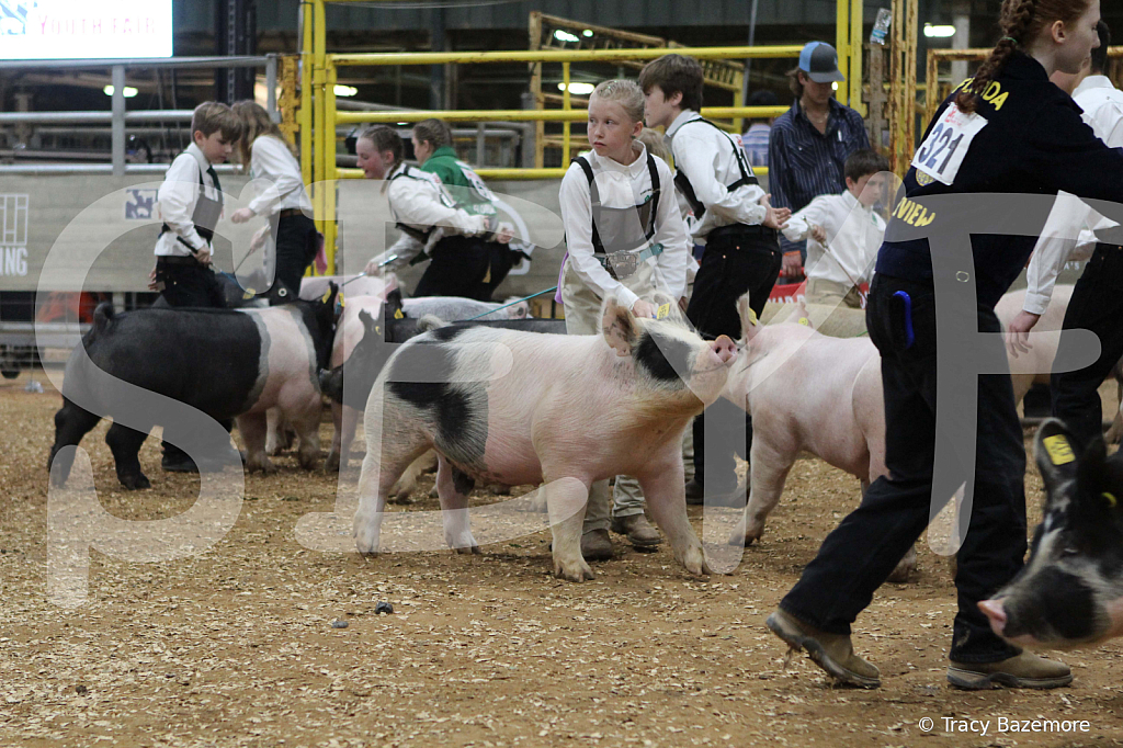 swine0469