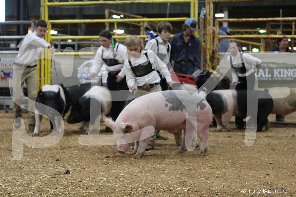 swine0475
