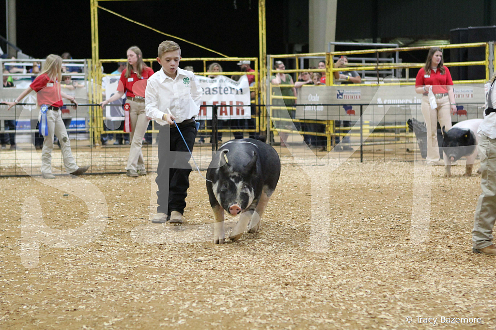 swine0479