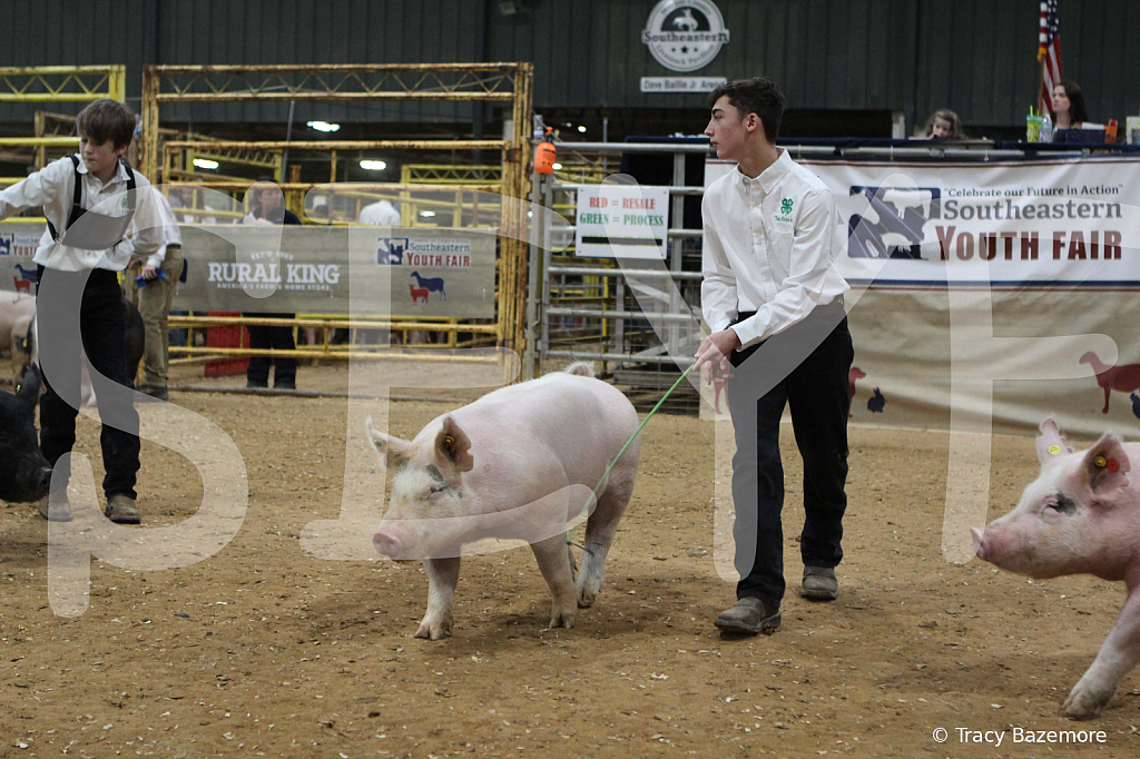 swine0485