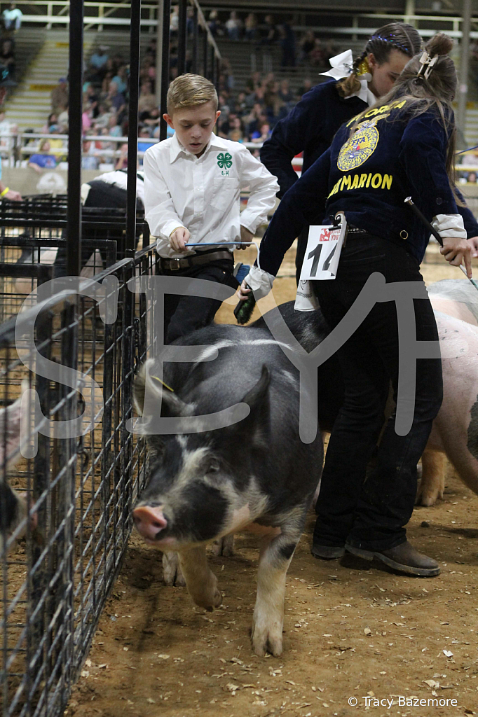 swine0486