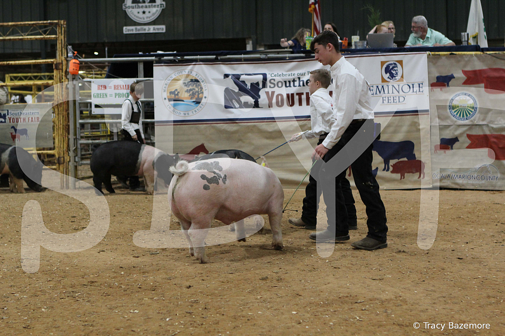 swine0489