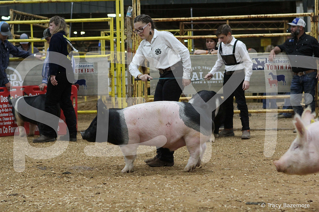swine0548