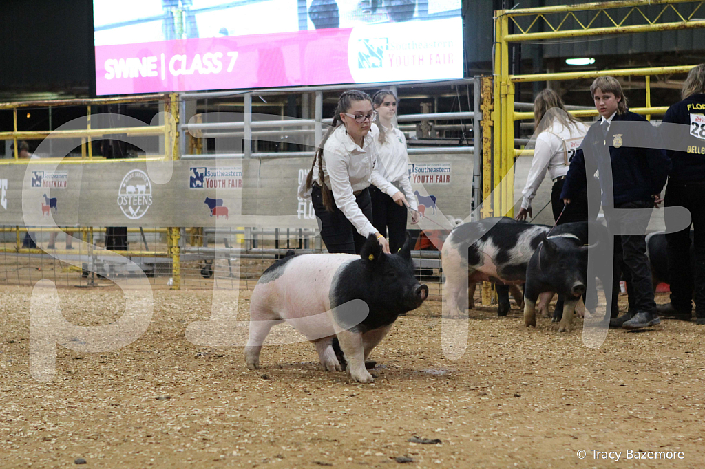 swine0559