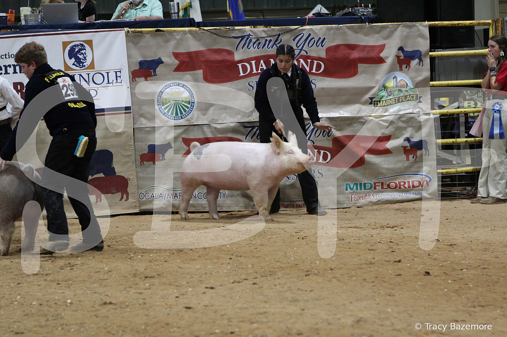 swine0562