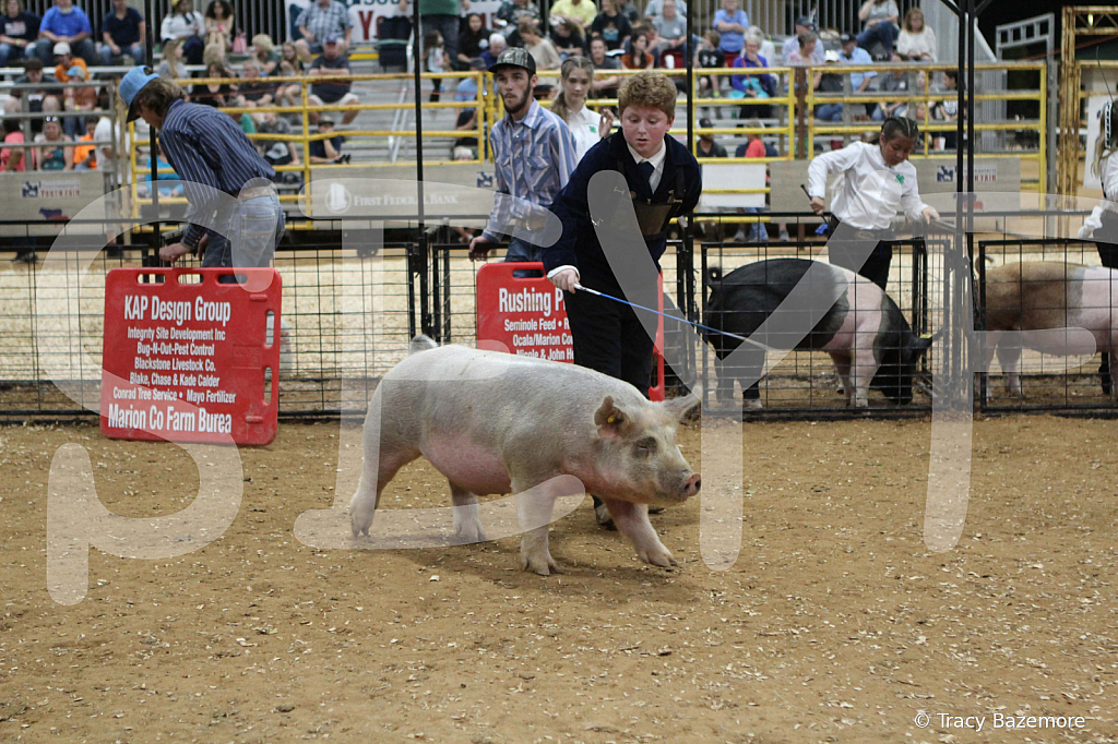 swine0569