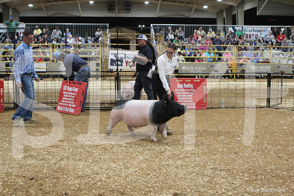 swine0583