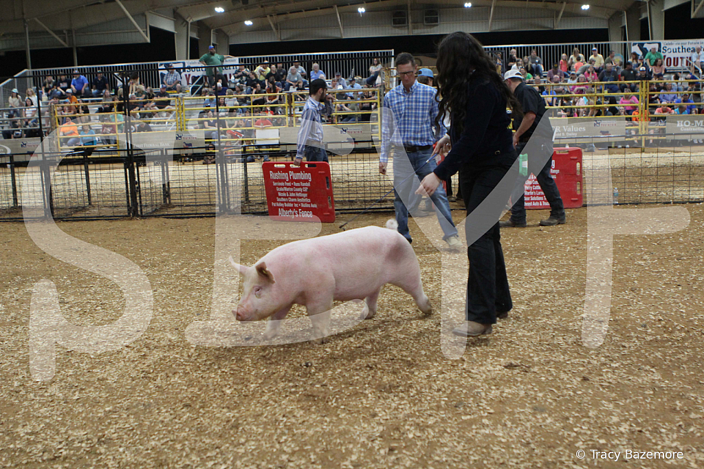 swine0586
