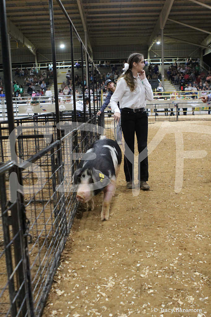 swine0590