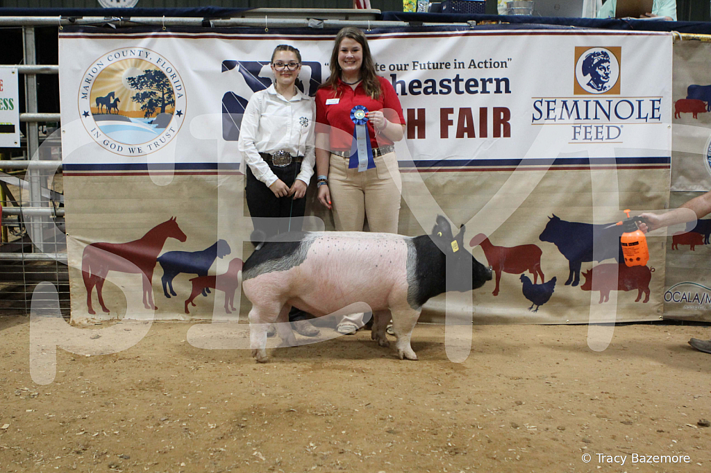 swine0608