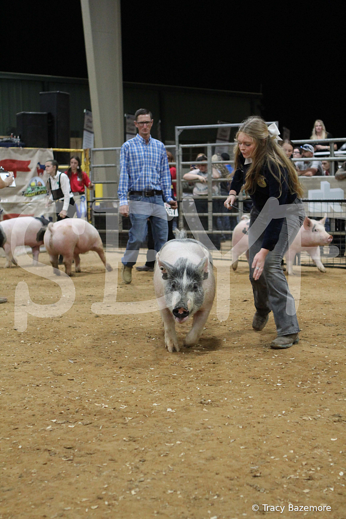 swine0637