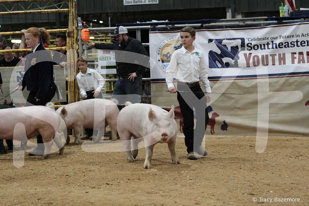 swine0640