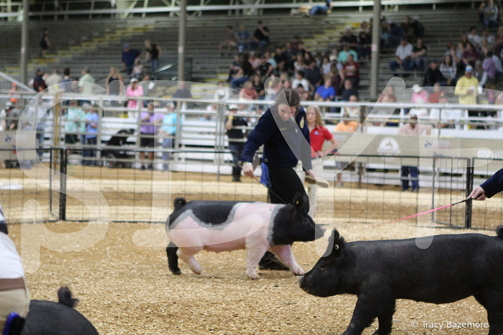 swine0661