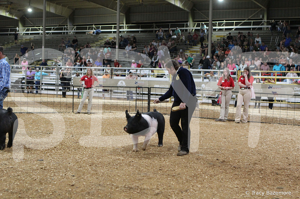 swine0664