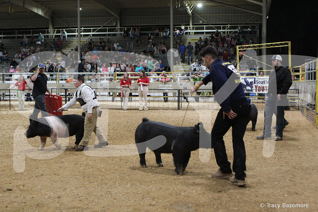 swine0675