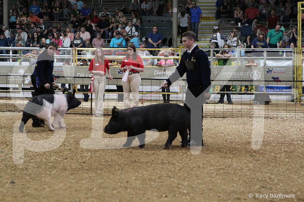 swine0677