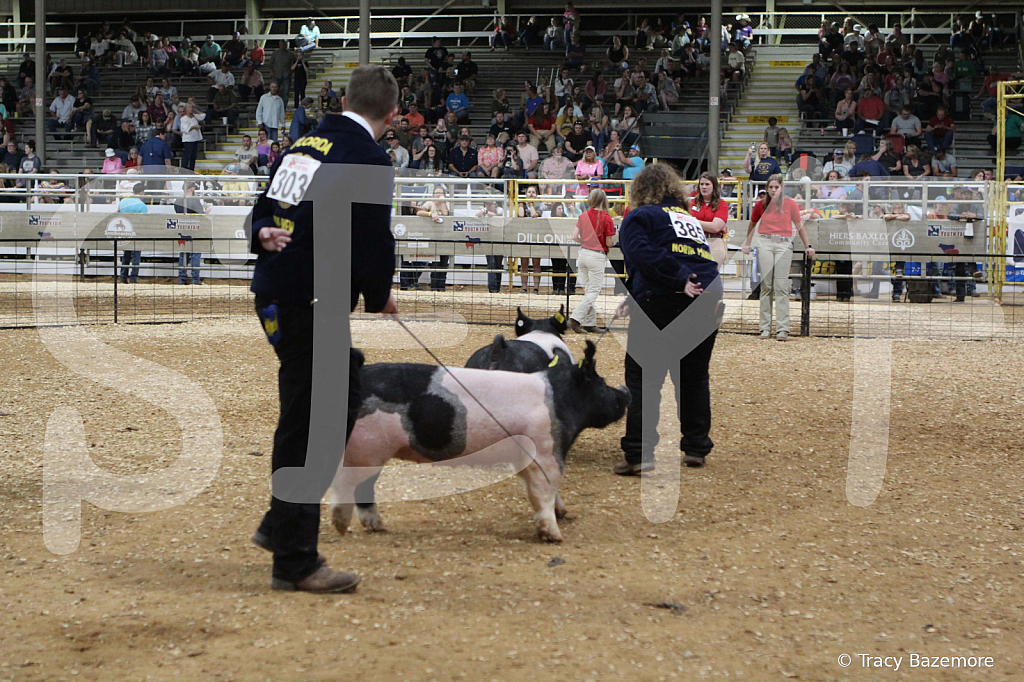 swine0736