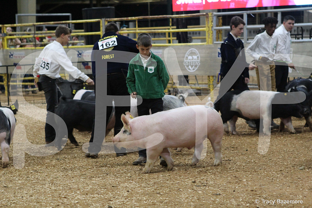 swine0967
