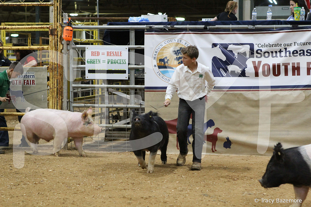 swine0987