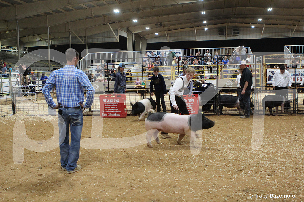 swine0994