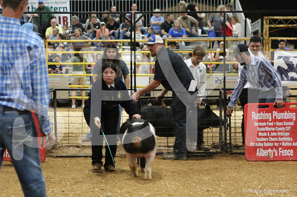 swine1000