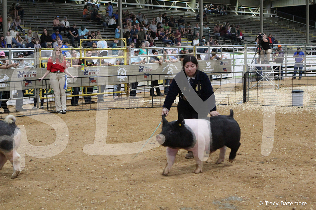 swine1003