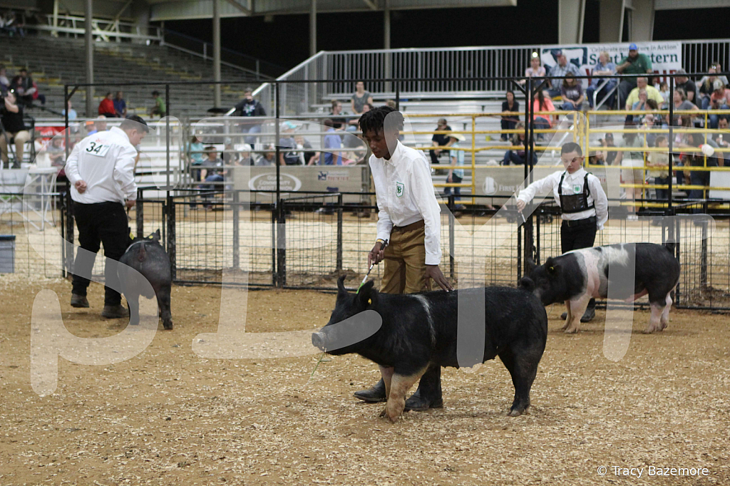 swine1013