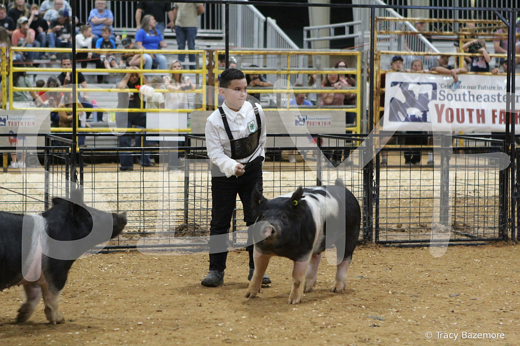 swine1019
