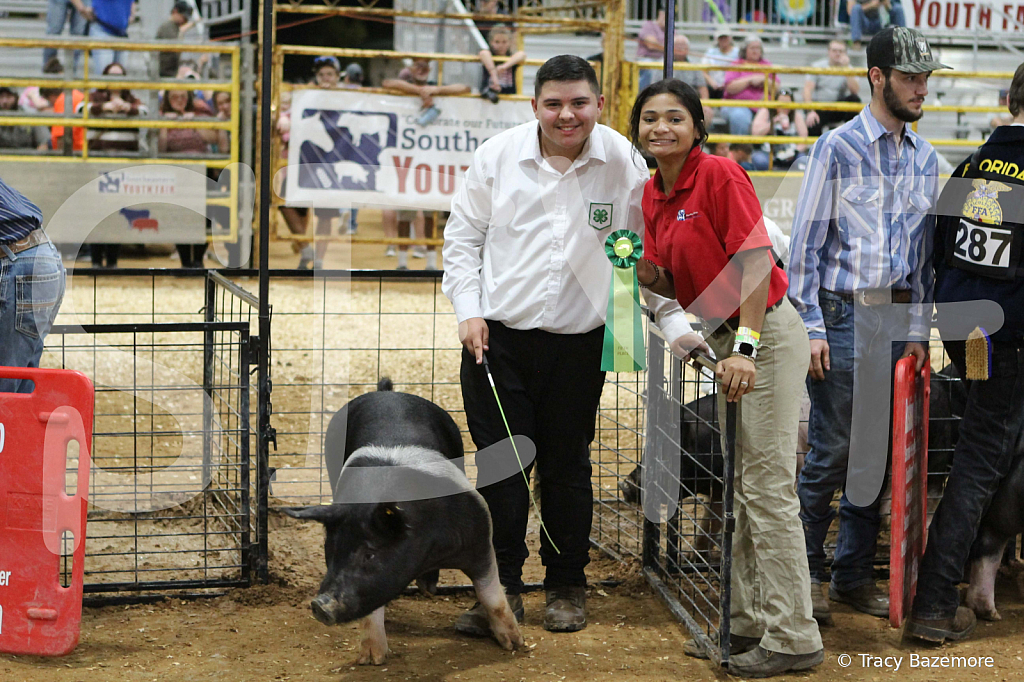 swine1029