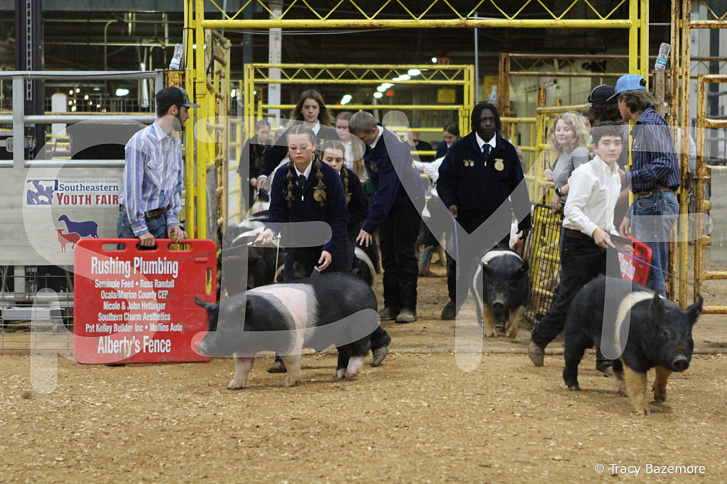 swine1034