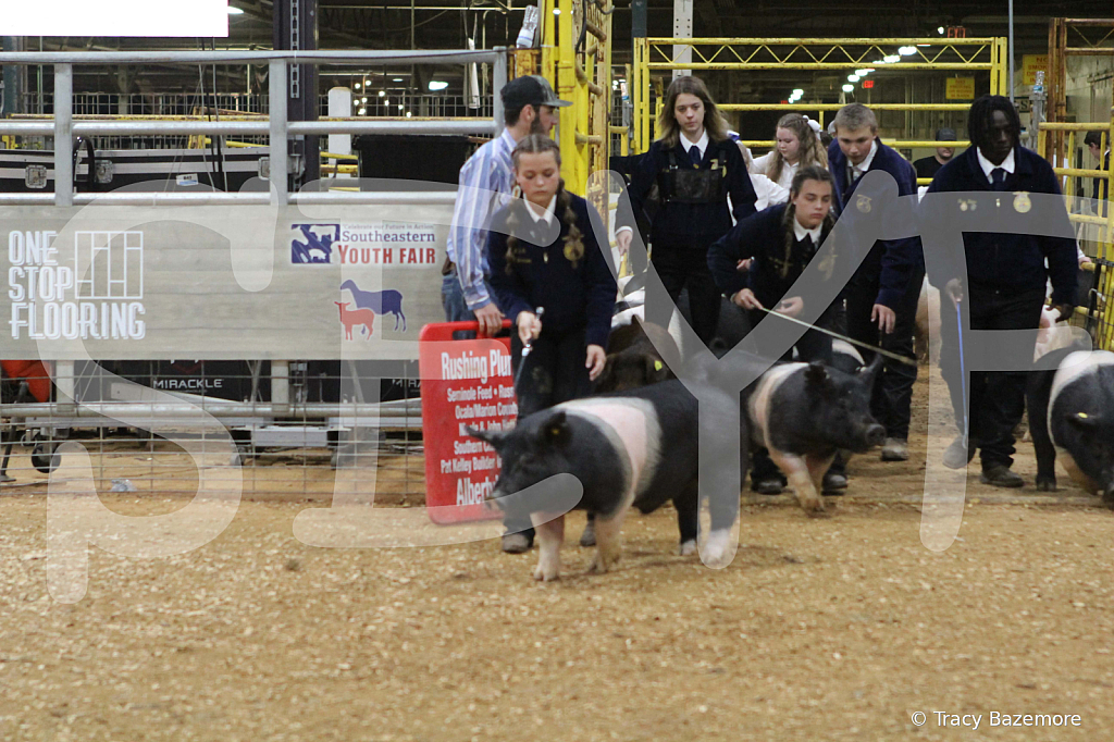 swine1035