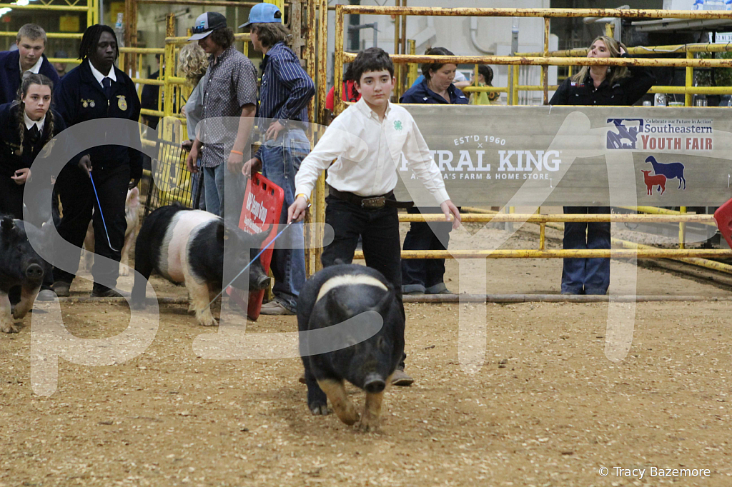 swine1036