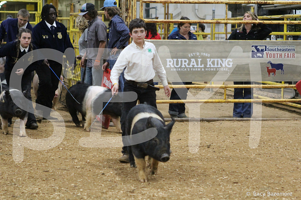 swine1037