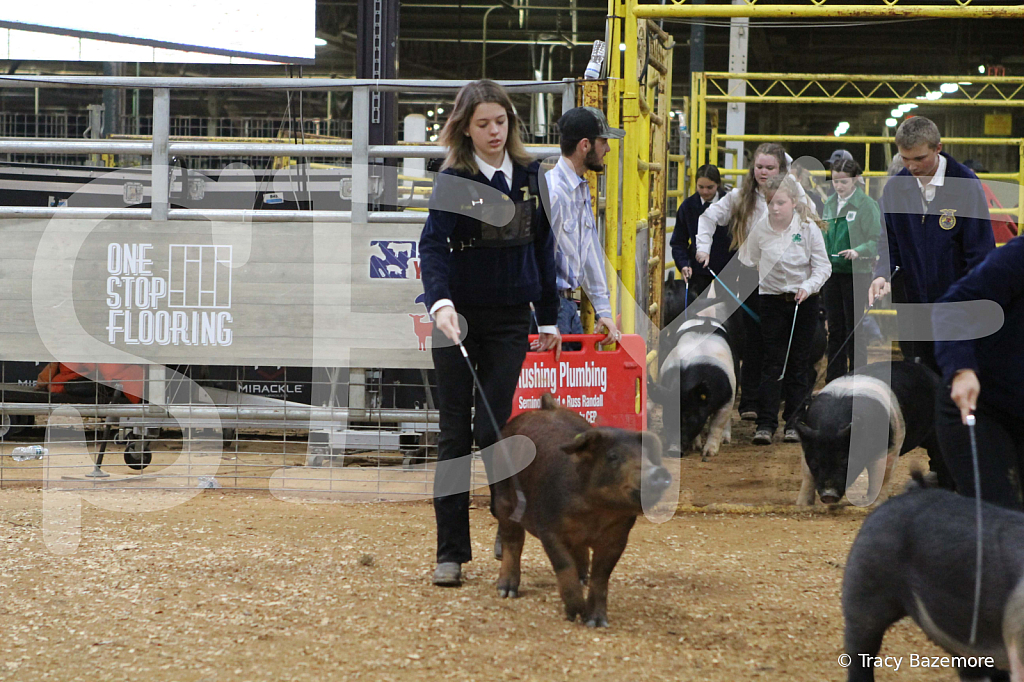 swine1038