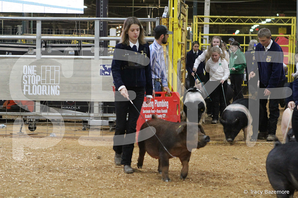 swine1039