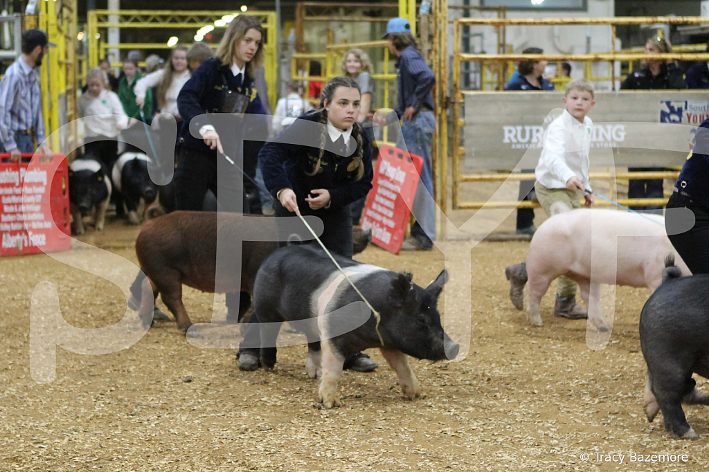 swine1040