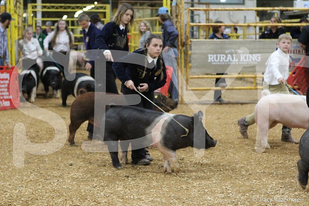 swine1041