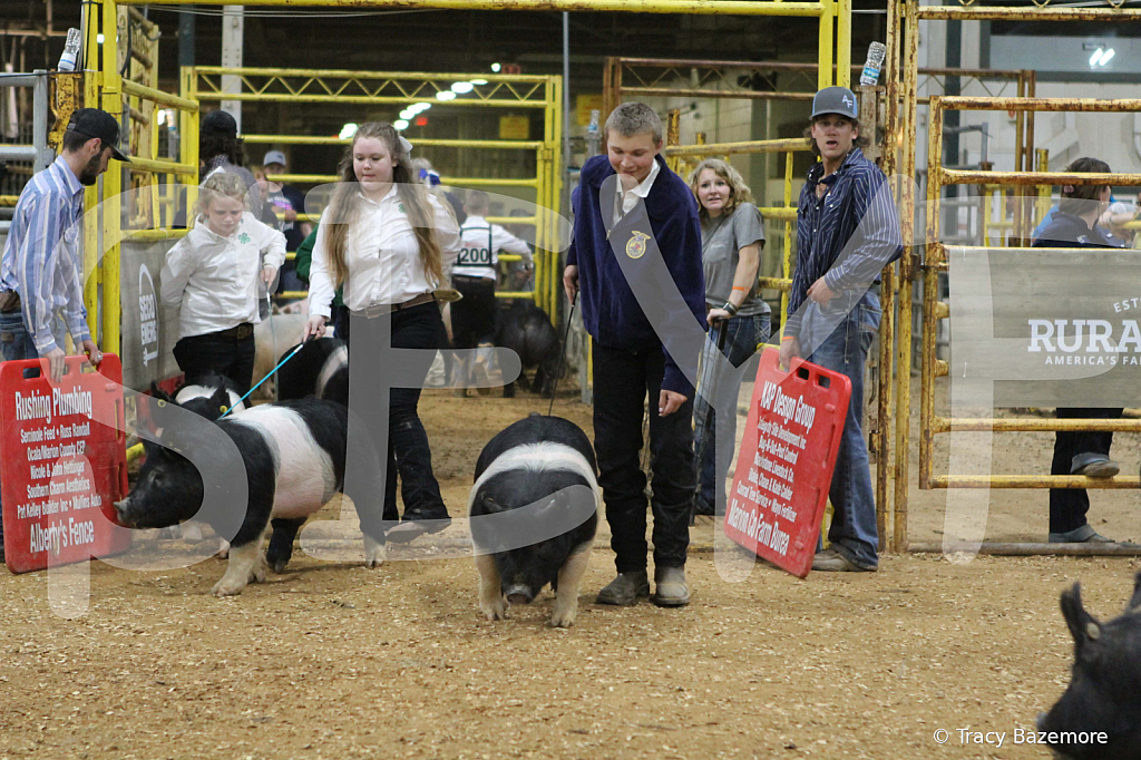 swine1043