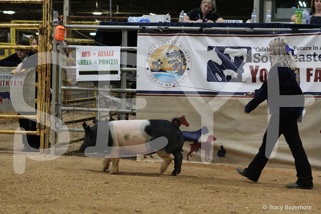 swine1054