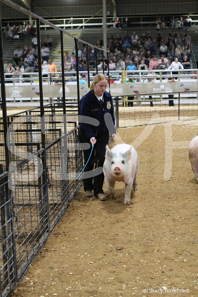 swine1056