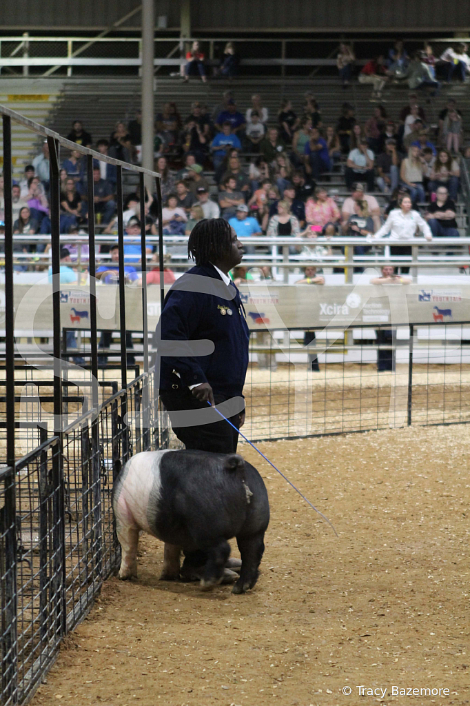 swine1058