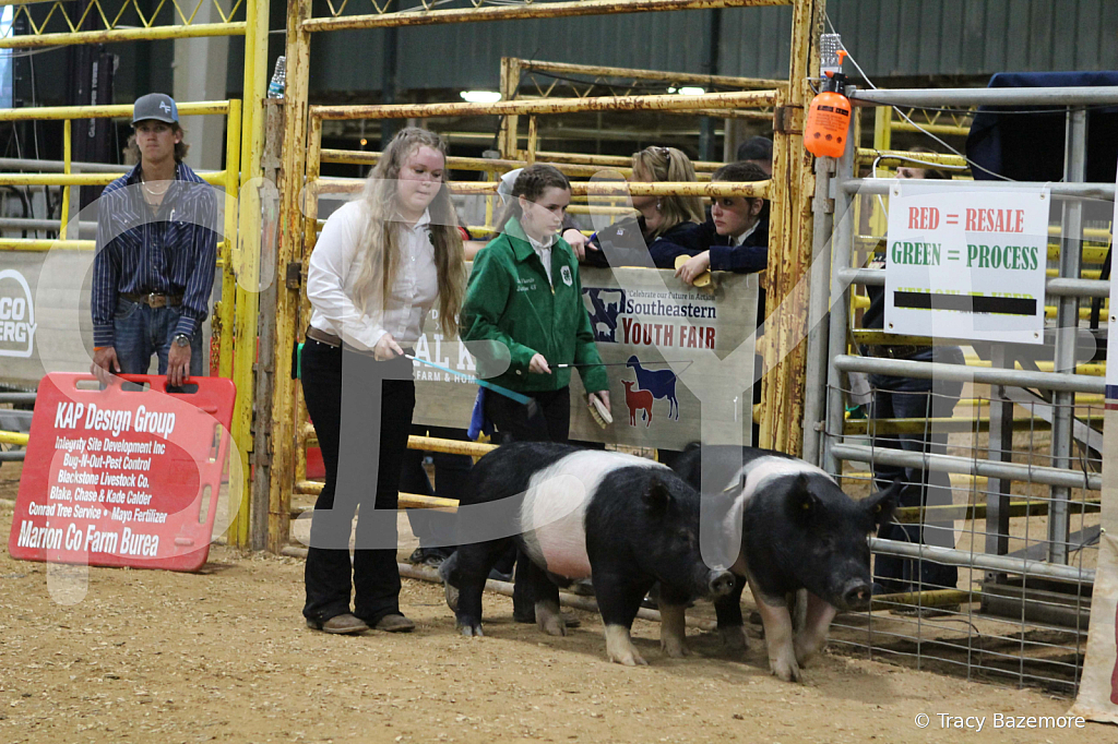 swine1060