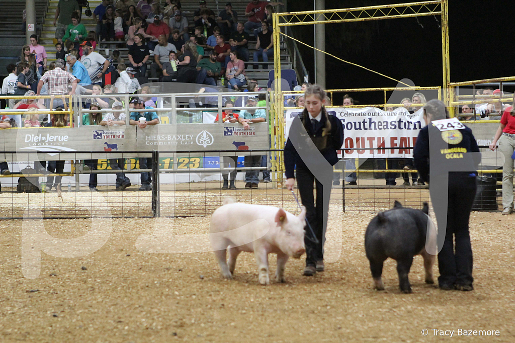 swine1061