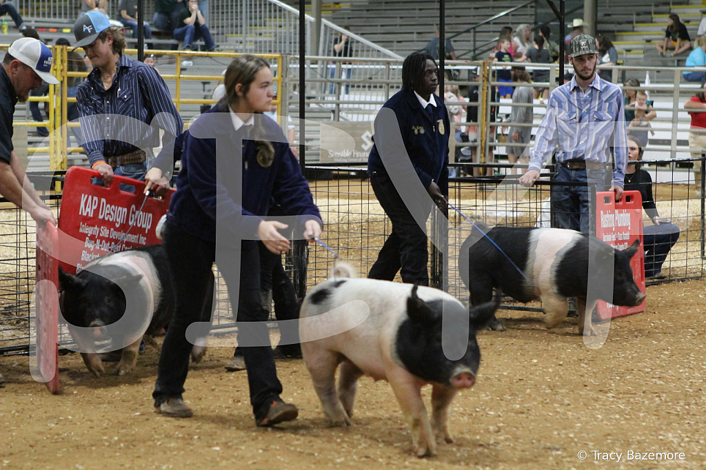 swine1064