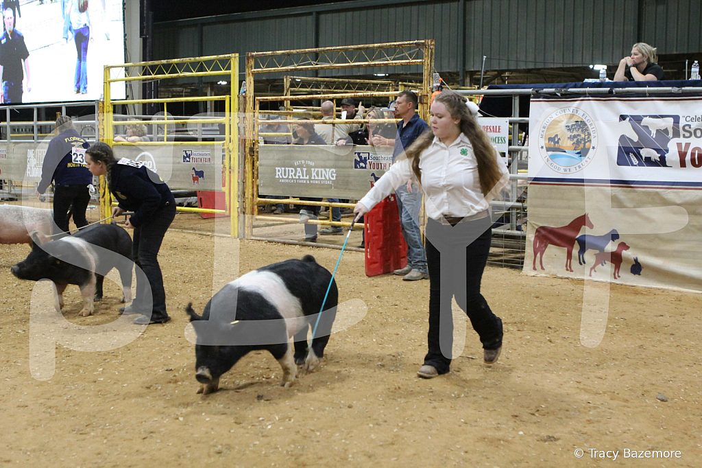 swine1068