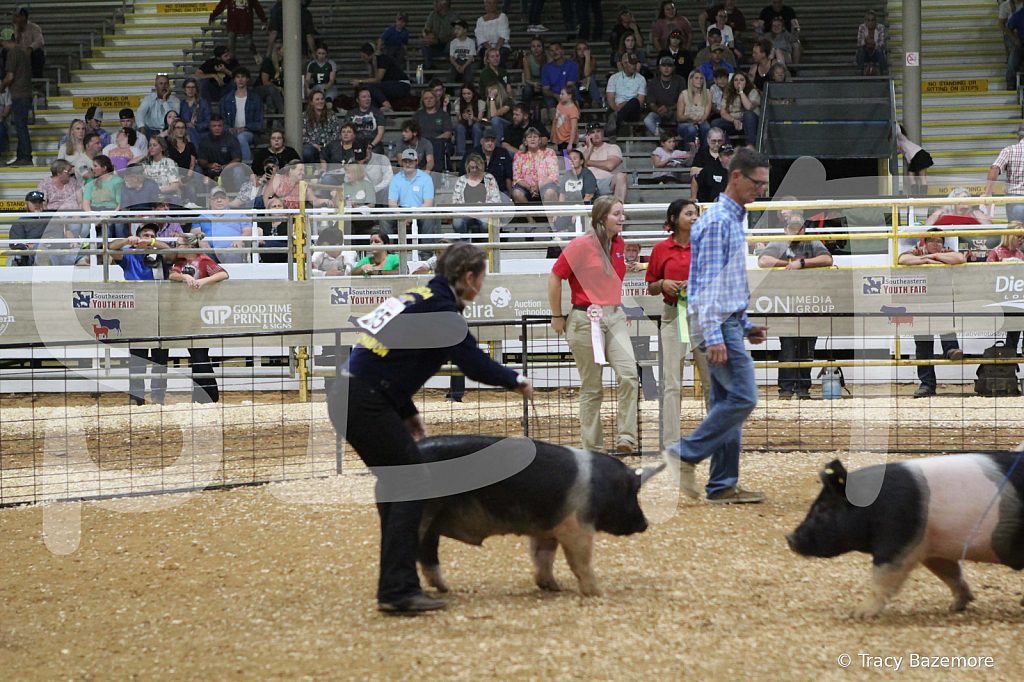 swine1071