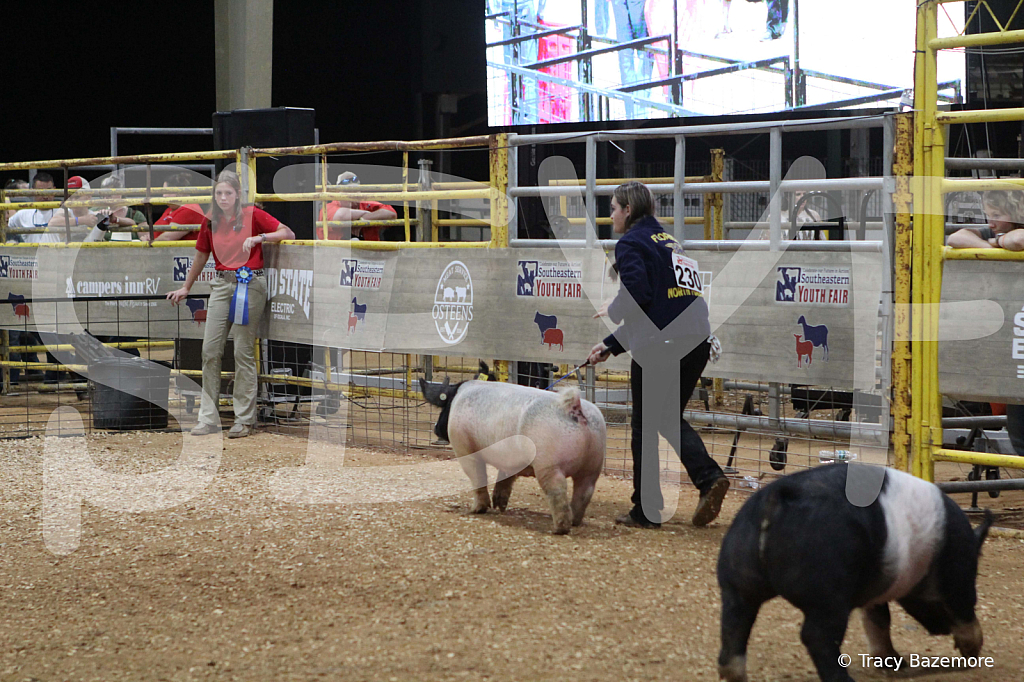 swine1073